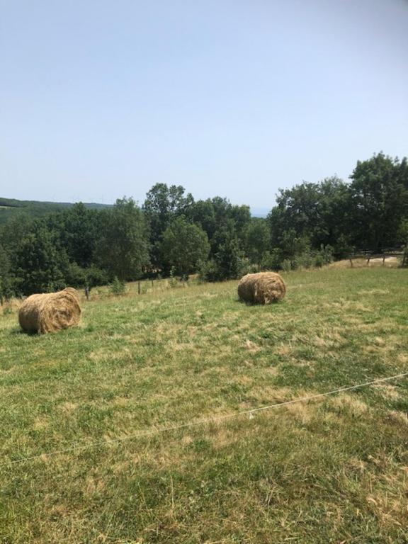 two animals grazing in a field of grass at Mobil home in Damiatte