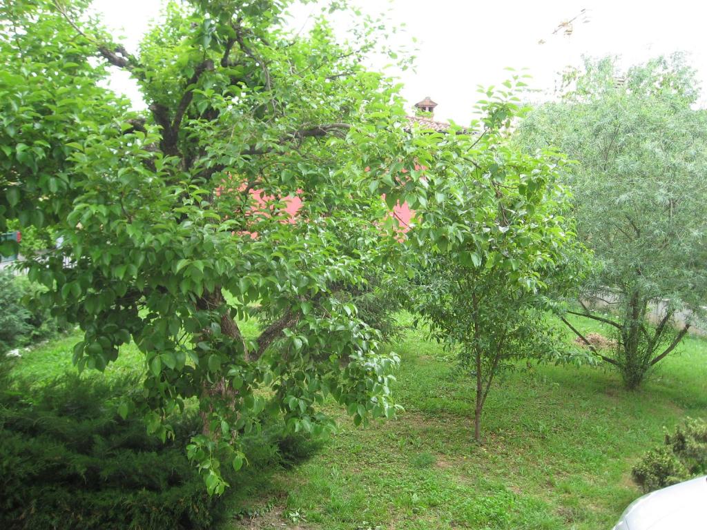 Vonkajšia záhrada v ubytovaní Casa Bruno B&B