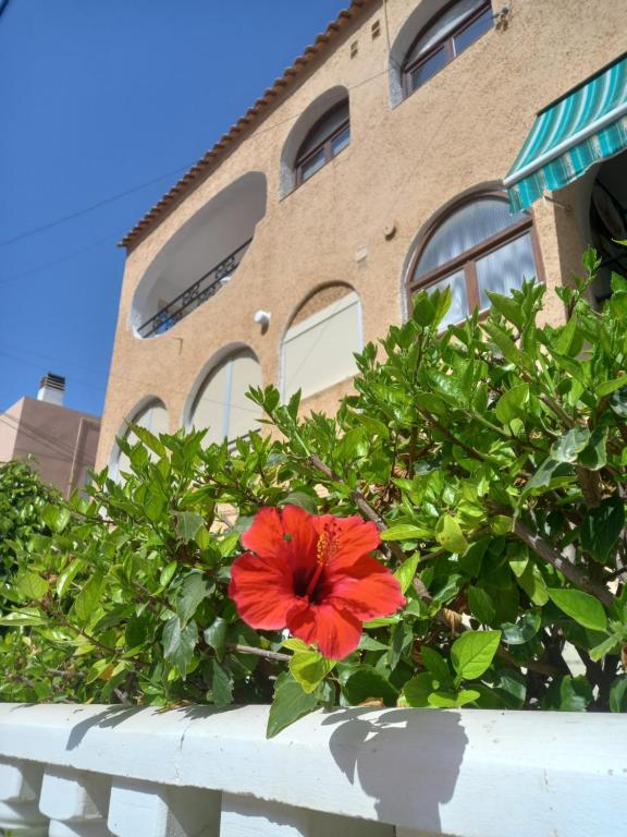 una flor roja en un arbusto delante de un edificio en Duplex apartment with a large sunny terrace 200 m from the sea en La Mata