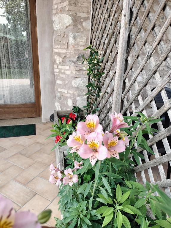 Corte Davini Agriturismo - 14