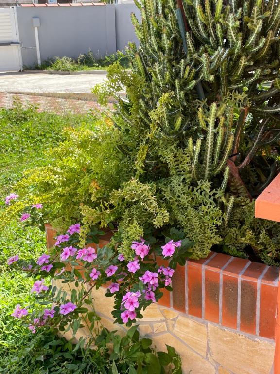 Zahrada ubytování Villa Norah t5 duplex