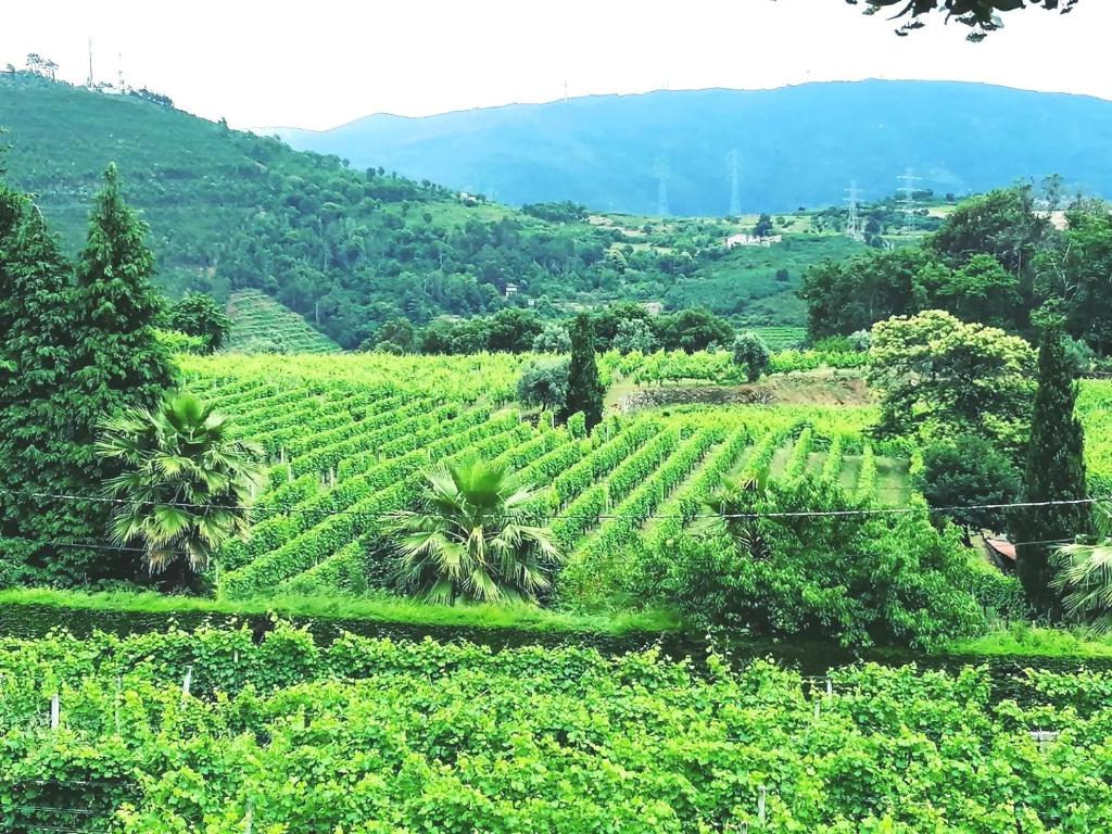un vignoble dans les collines avec des montagnes en arrière-plan dans l'établissement Casa das Feitorias Douro Valley, à Baião