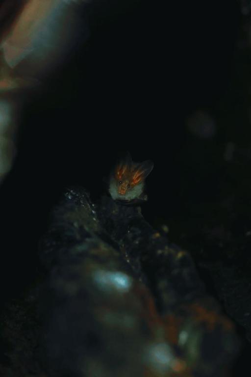 Fotografie z fotogalerie ubytování Sinharaja Forest Gate v destinaci Deniyaya