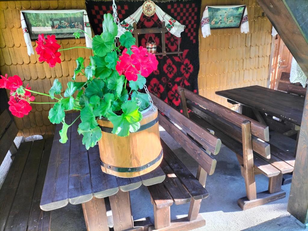uma planta em vasos sentada numa mesa ao lado de dois bancos em Vila Noris em Borşa