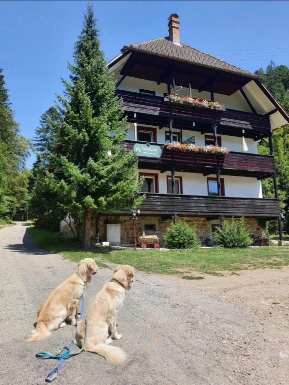 two dogs on a leash sitting in front of a building at Waldblick Ferienwohnungen in Bonndorf im Schwarzwald