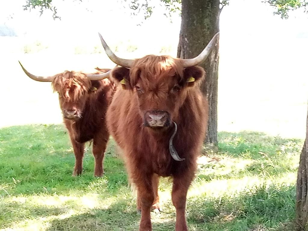 two brown cows with horns standing in a field at Camping Dreieck in Lenzing