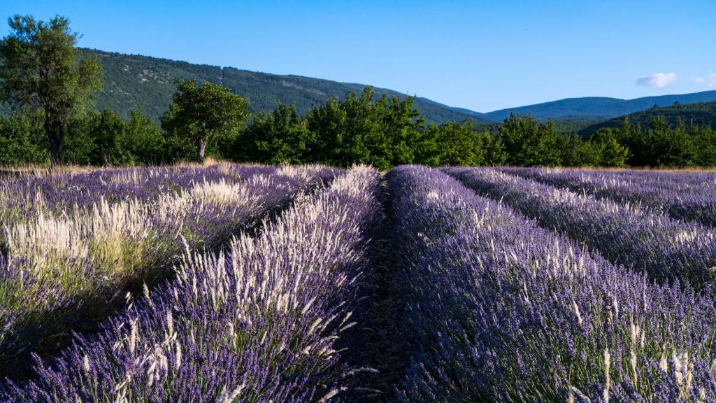 a field of lavender with mountains in the background at Le Cabanon des Lavandes entre Mont Ventoux et Luberon in Sault-de-Vaucluse
