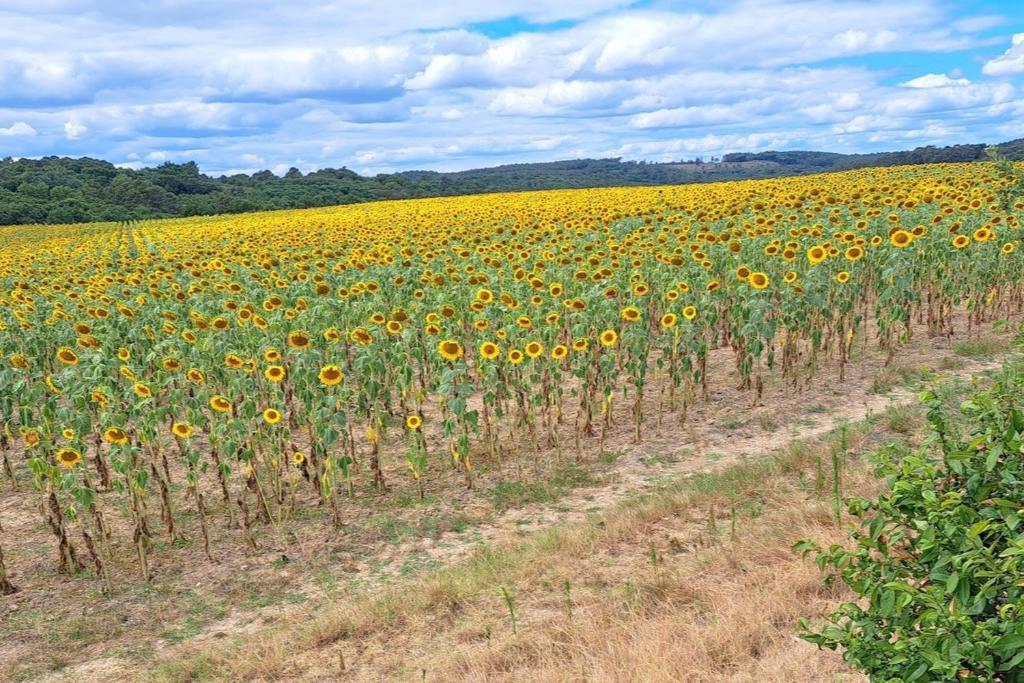 a large field of sunflowers in a field at Les Glycines in Saint-Pierre-de-Buzet