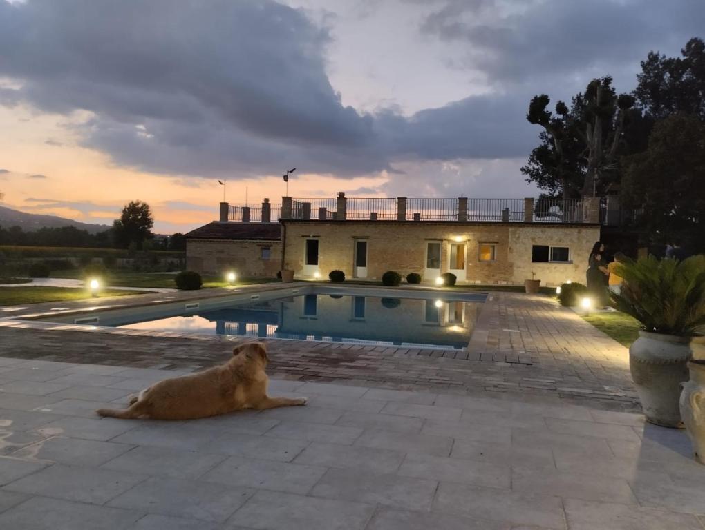 ein Hund, der neben einem Pool liegt in der Unterkunft Agriturismo Tenuta Filippi in Narni