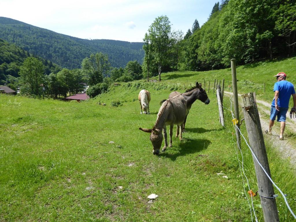 Zvířata v apartmánu nebo okolí