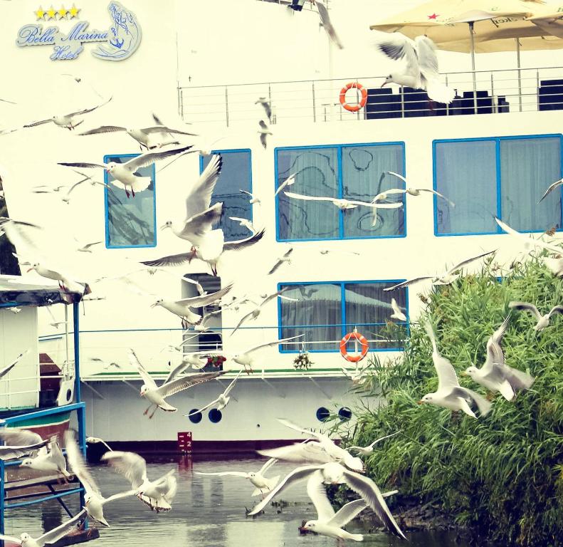 una bandada de gaviotas volando alrededor de un barco en Bella Marina, en Carasuhatul-de-Sus