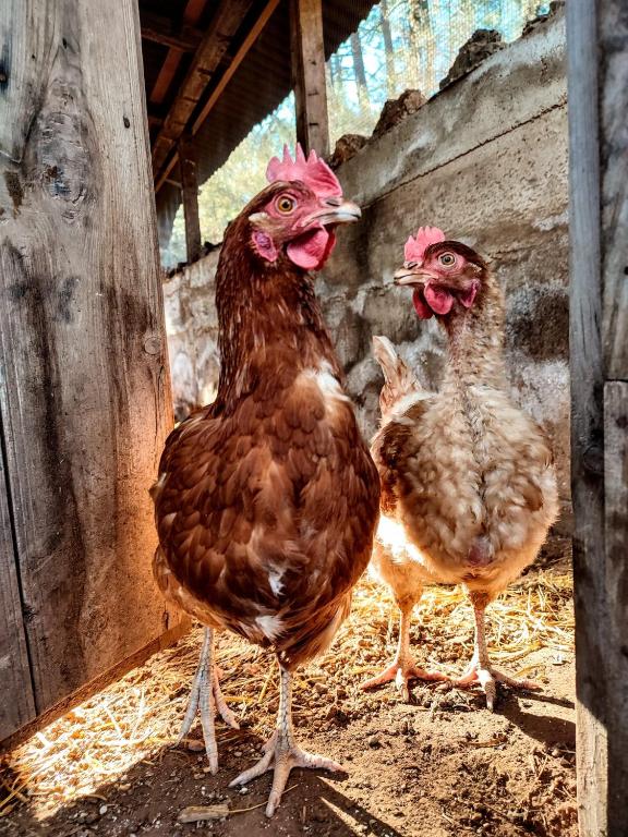 Alojamiento Rural Las Maravillas - 14