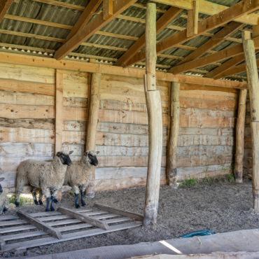 Zvířata v apartmánu nebo okolí