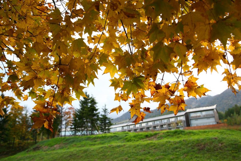 un árbol con hojas amarillas delante de un edificio en Furano Hotel, en Furano