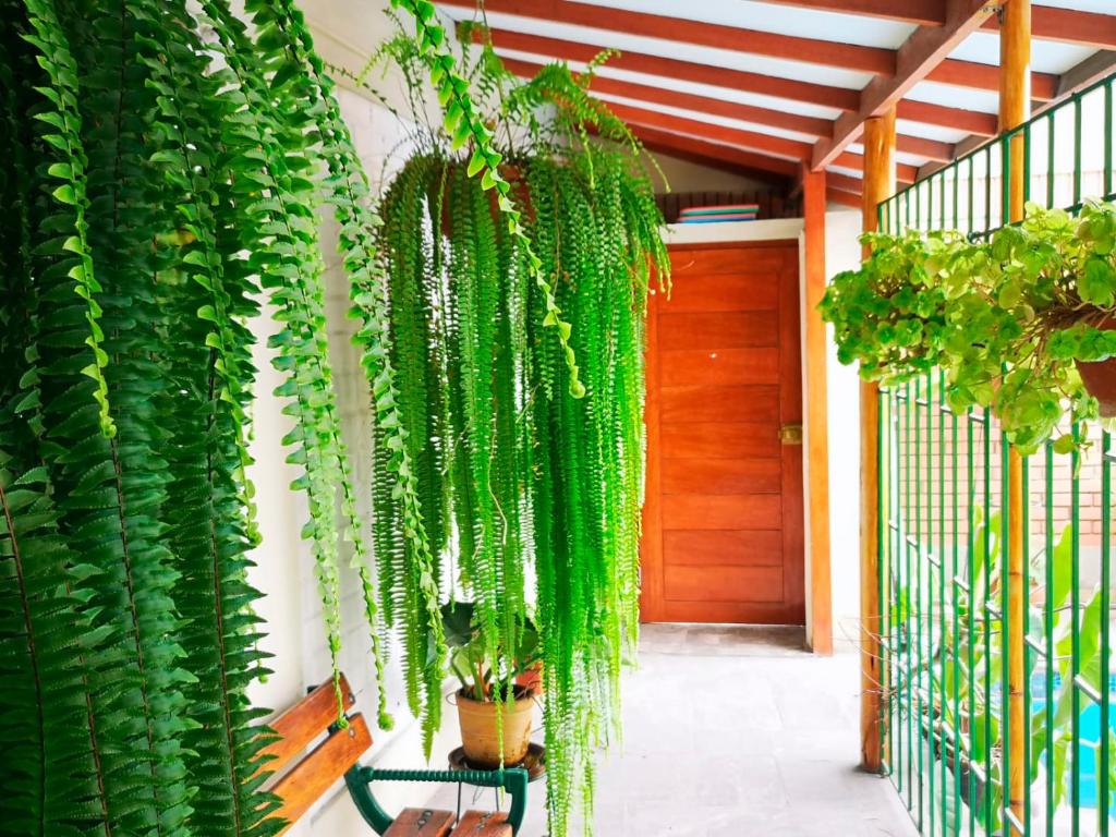 Zahrada ubytování Casa Amarello