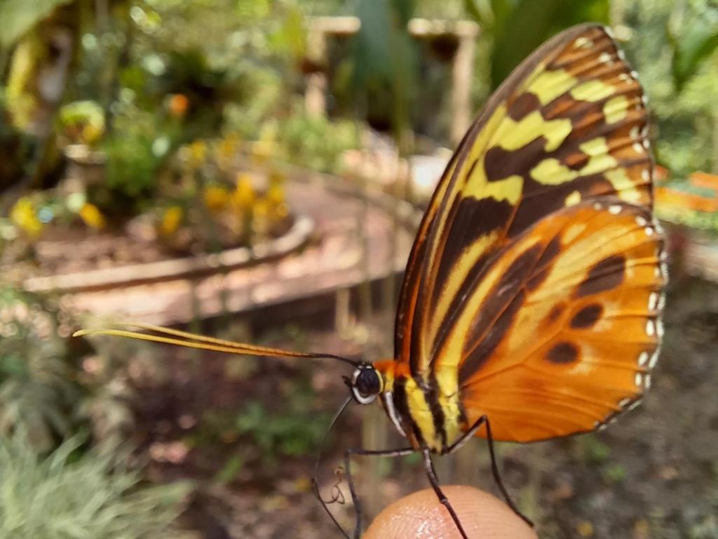 Fotografie z fotogalerie ubytování CantalaRana Lodge v destinaci Mindo