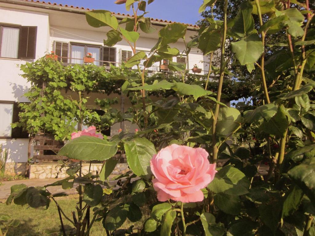 a pink rose in front of a house at Apartment Iva in Rovinjsko Selo