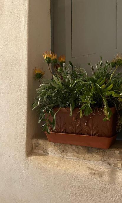 um pote de plantas sentado no lado de uma parede em A piedi nudi sullo Stretto 1 em Reggio di Calabria