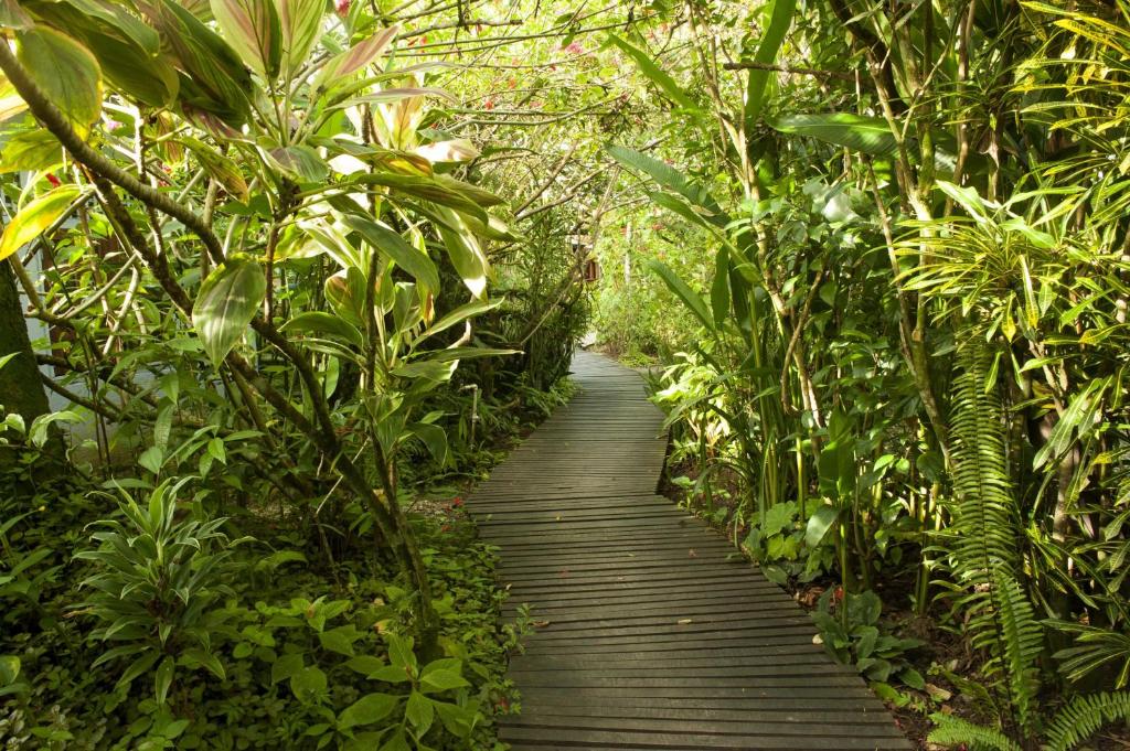 
a path that leads to a forest filled with plants at Cabinas Jacaranda in Puerto Viejo
