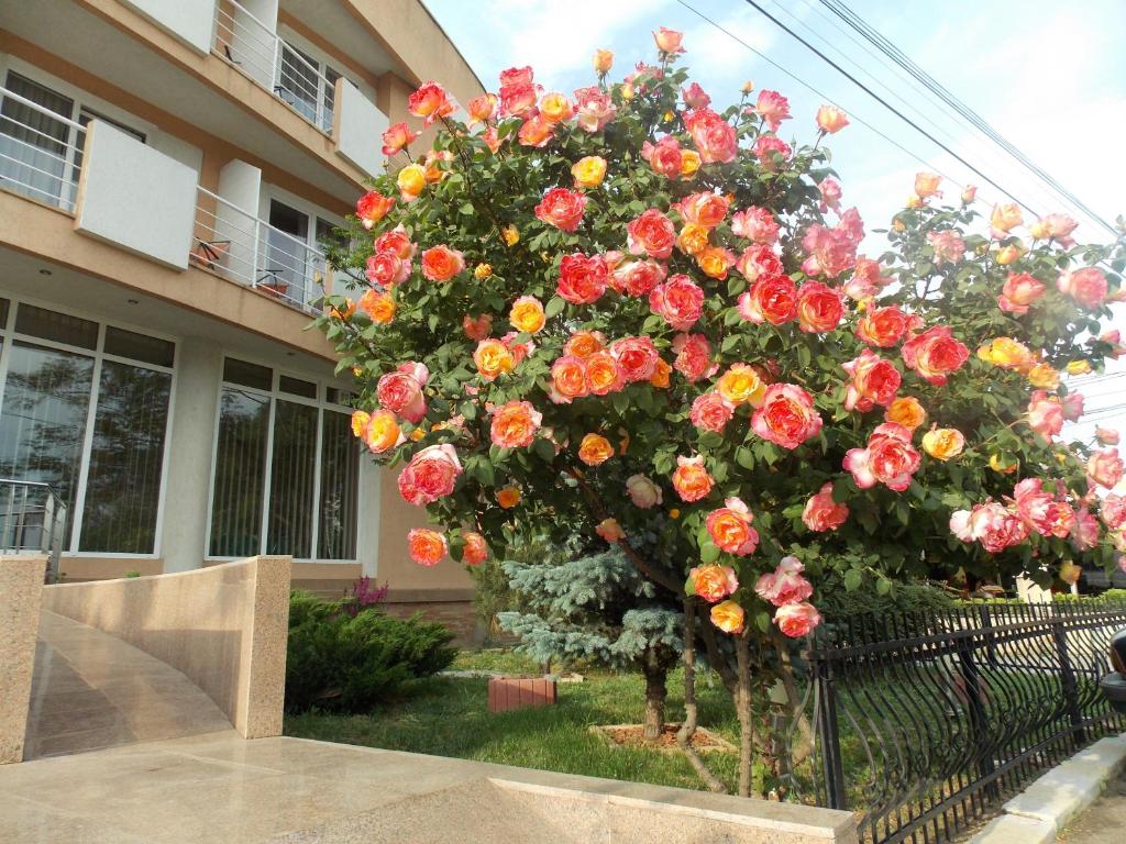Zahrada ubytování Hotel Holiday