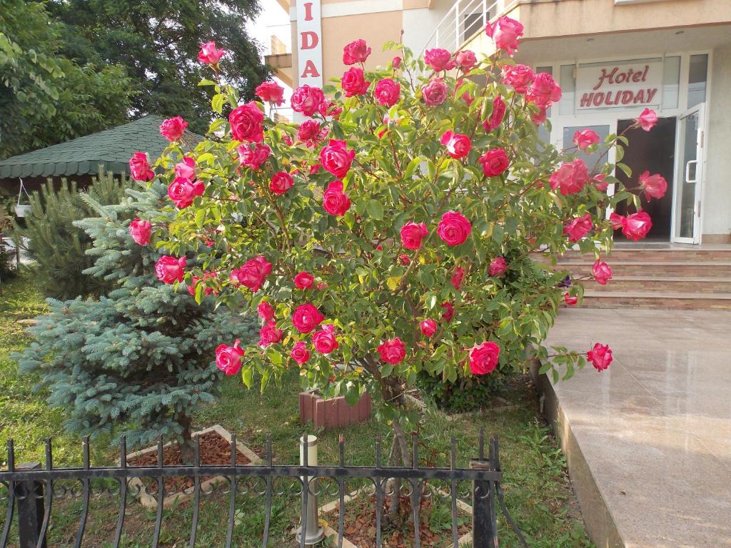 Zahrada ubytování Hotel Holiday