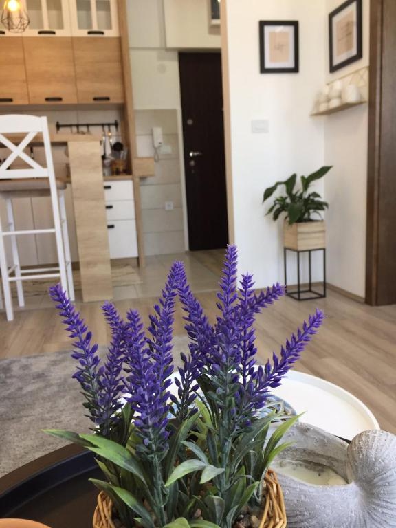 Kuchyň nebo kuchyňský kout v ubytování Apartman Mijatovic