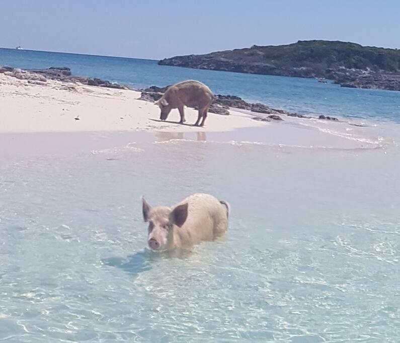 two pigs standing in the water on a beach at Paradise, just a click away, style, comfort, home. in Hermitage