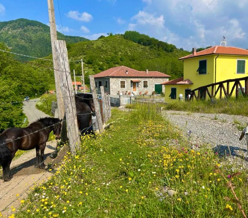a horse standing next to a fence in a field at Colle del Faggio Nature Home in Cassego