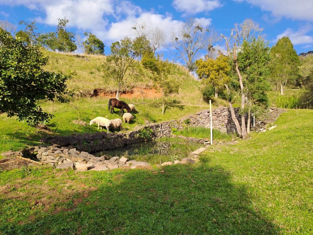 three sheep and a horse on a grassy hill at Fazendinha Adoro in Farroupilha
