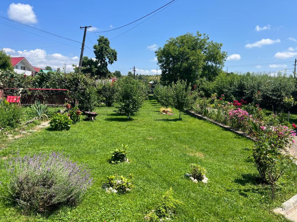 ogród z kwiatami i roślinami na trawie w obiekcie Accommodation Casa Luca w mieście Horezu