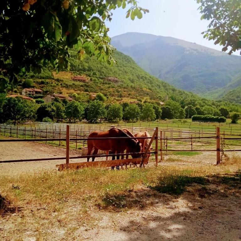 Állatok a panzióban vagy a közelben