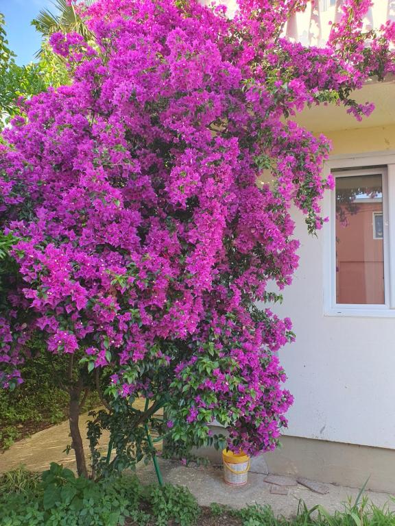 a bush of purple flowers on the side of a house at Villa Blanca in Bar