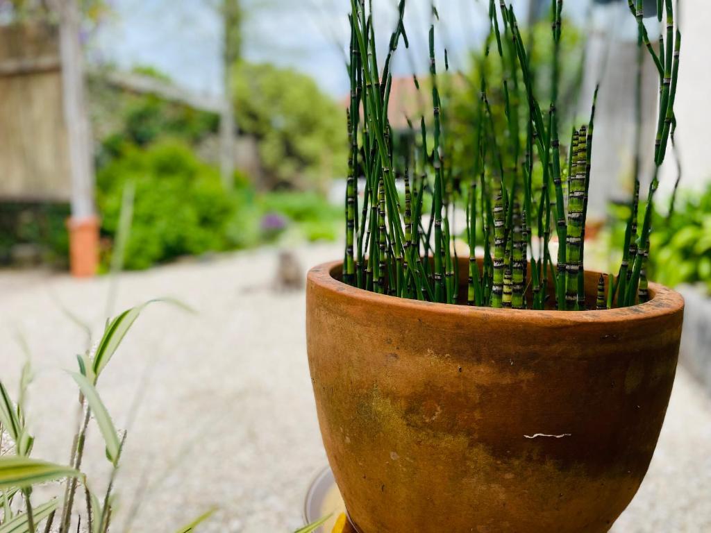 brązowy wazon z roślinami w obiekcie La Poterie w mieście Carresse