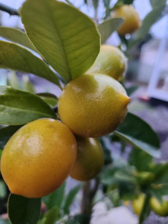 Petite on Regent - Resim 15