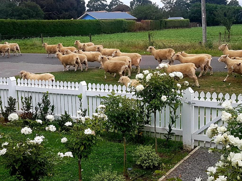 Petite on Regent - Resim 17