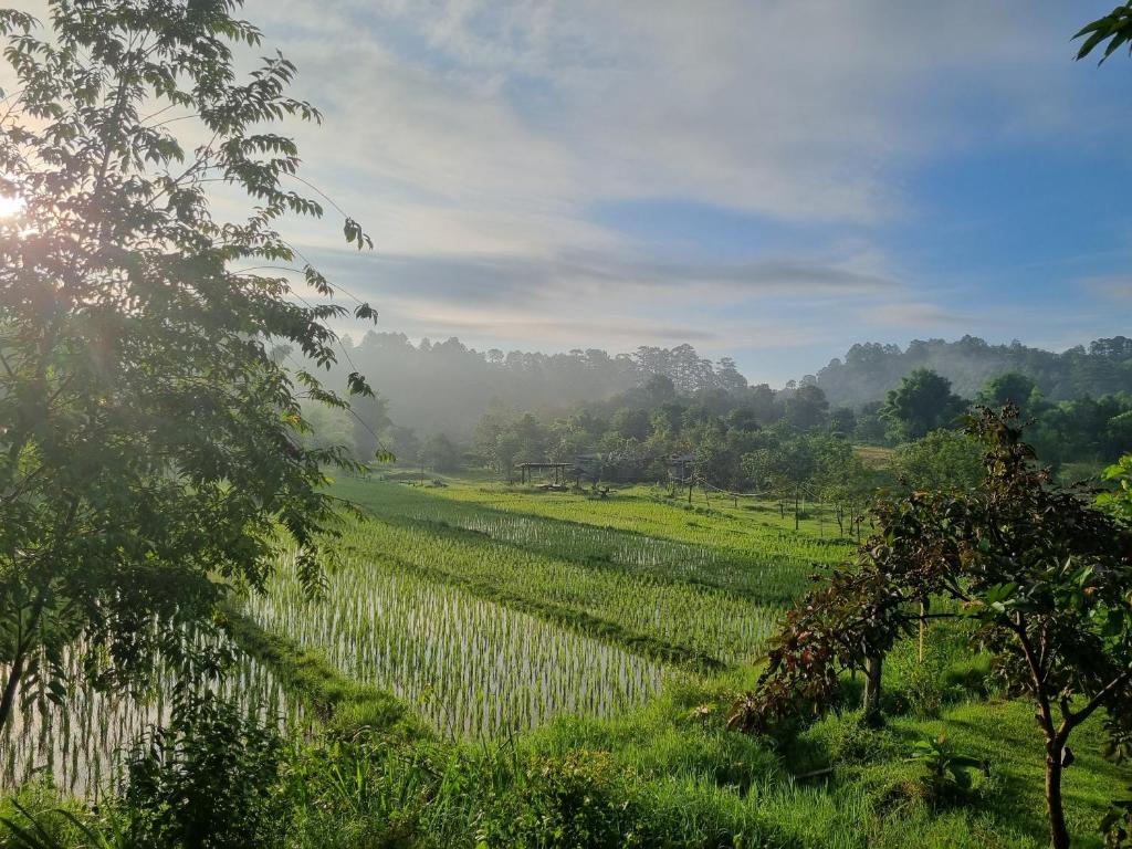 a field of crops with the sun in the background at Nongtao homestay in Ban Dong Than
