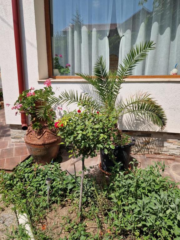 Zahrada ubytování En vacances