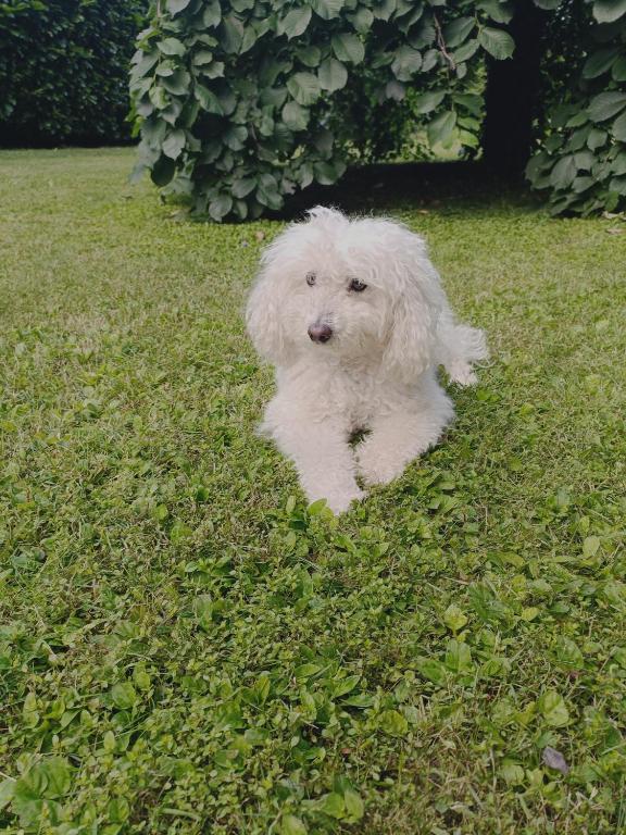 Domácí mazlíčci ubytovaní s hosty v ubytování Chez Queen B&B - Lake Como