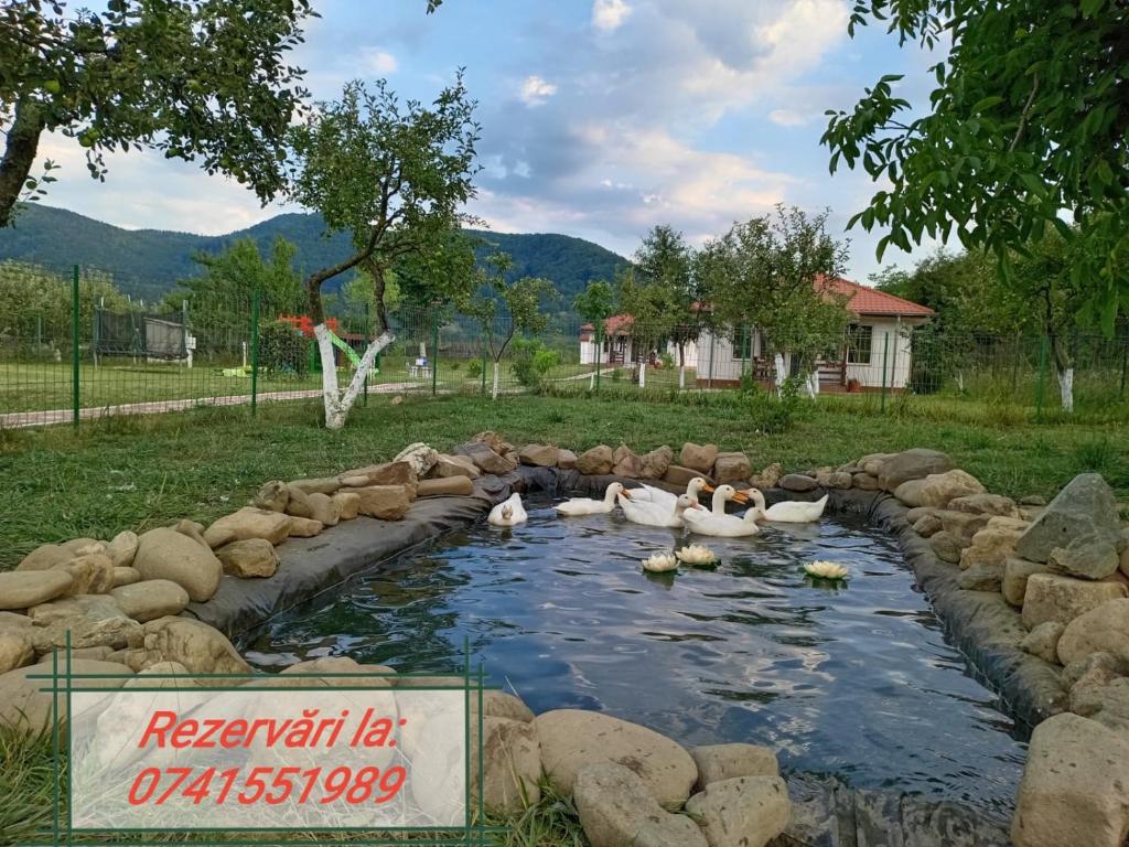 a group of ducks swimming in a pond with rocks at Desculti prin iarba- la 6,6 km de centrul Piatra Neamt in Piatra Neamţ