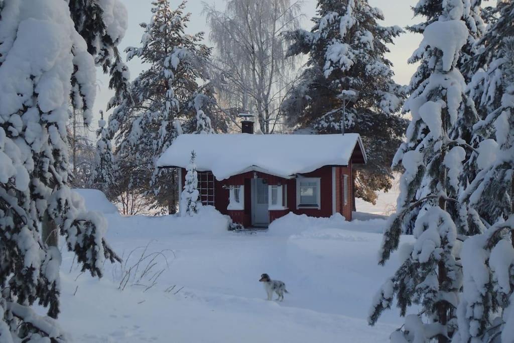 a dog walking in the snow in front of a cabin at Lysti Cottage by the lake and magical countryside in Rovaniemi