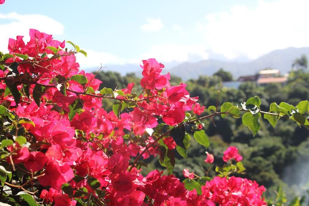 a bush of pink flowers with mountains in the background at Cocooning Tropic Studio avec Jacuzzi privatif in Saint-Louis