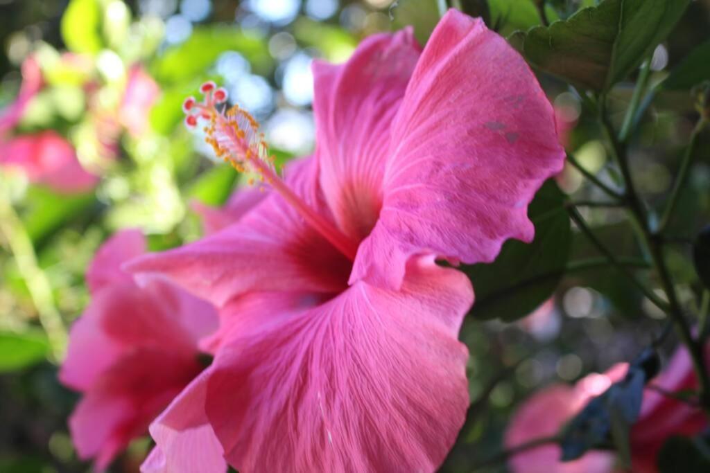 a pink flower on a plant with leaves at Cocooning Tropic Studio avec Jacuzzi privatif in Saint-Louis