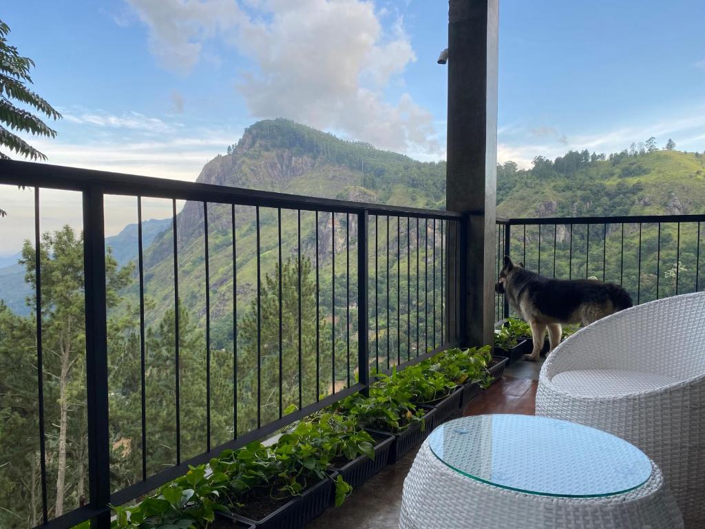 un perro parado en un balcón con vistas a las montañas en Star Gaze Lodge en Ella