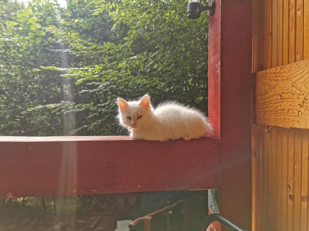 Domácí mazlíčci ubytovaní s hosty v ubytování Cabana lucia