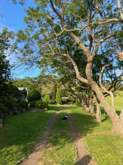 un cane steso sull'erba vicino a un albero di Bellbourie Cottage a Firefly