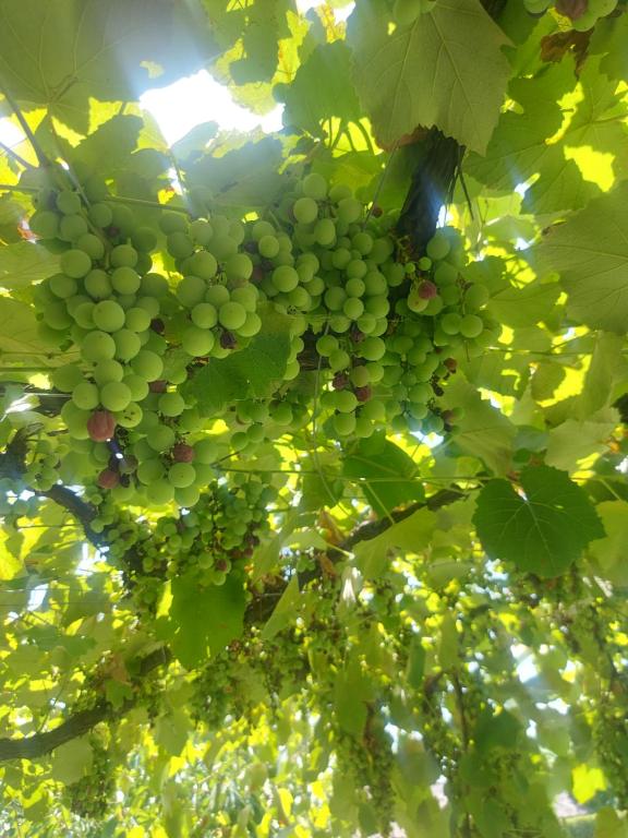 a bunch of green grapes hanging from a tree at Balabani Local Stay in Podgorica