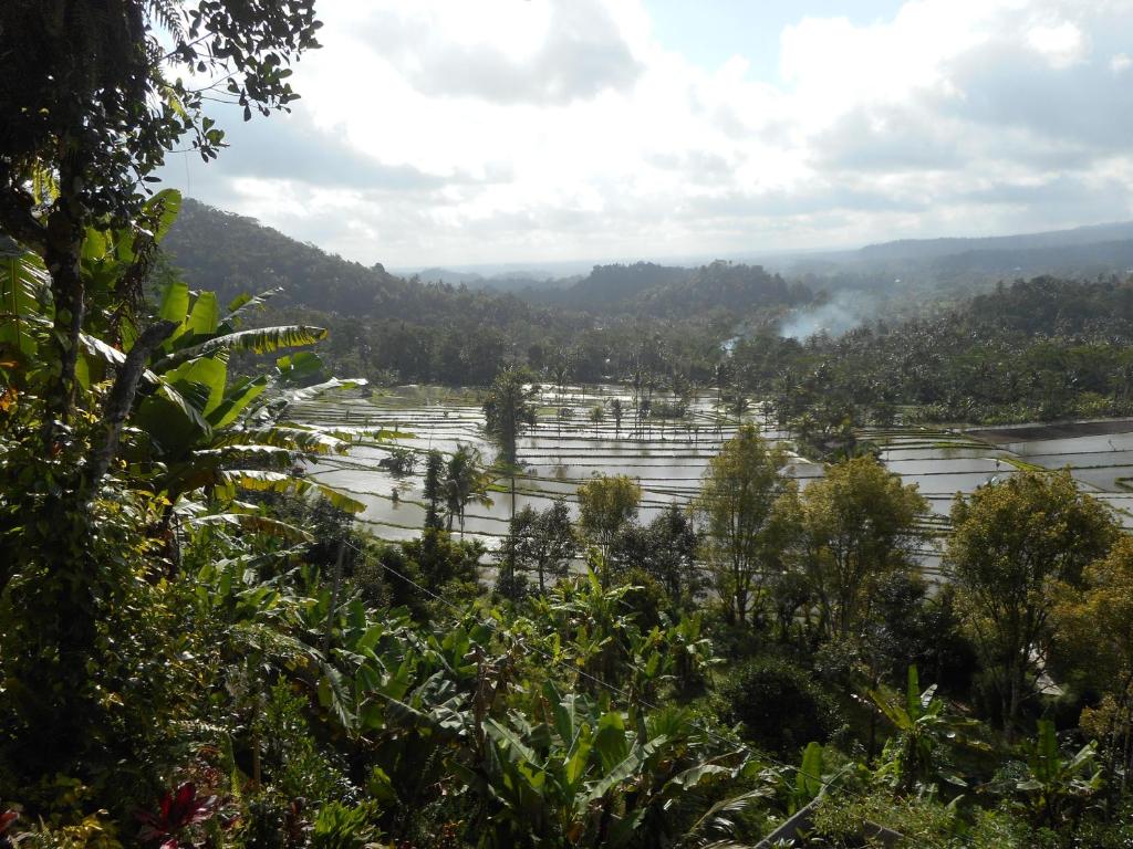 a view of a rice field in the mountains at Villa Dukuh in Selat