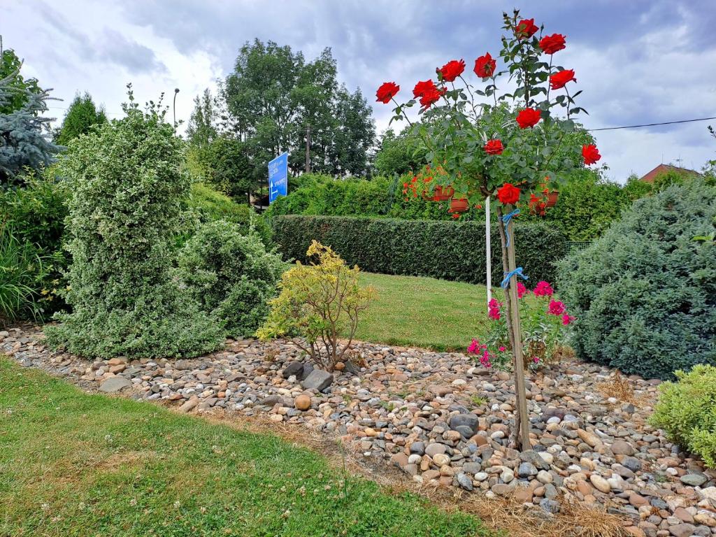 a garden with red roses in a bed of rocks at Kamélie in Česká Kamenice