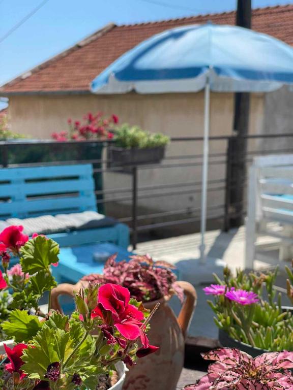 Zahrada ubytování GOPO Guesthouse Elshani