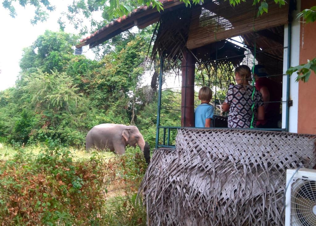 Eine Gruppe von Menschen, die einen Elefanten neben einem Gebäude stehen sehen in der Unterkunft Lake Cabin in Polonnaruwa